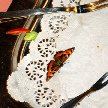 Größeres Bild ansehen